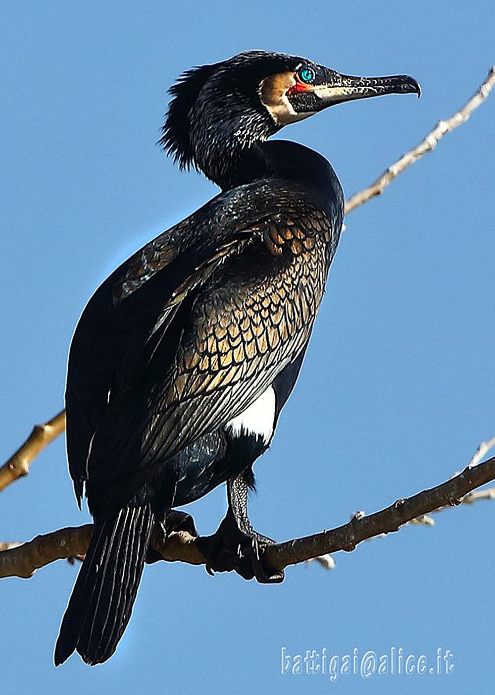 Cormorano in livrea nuziale (Batti Gai)